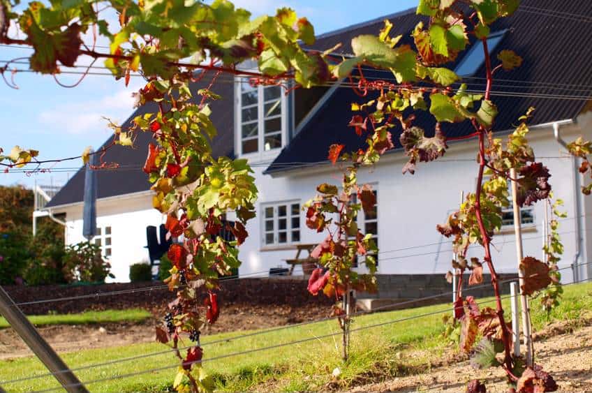 Oplev en dansk vingård hos MODAVI i Kolding